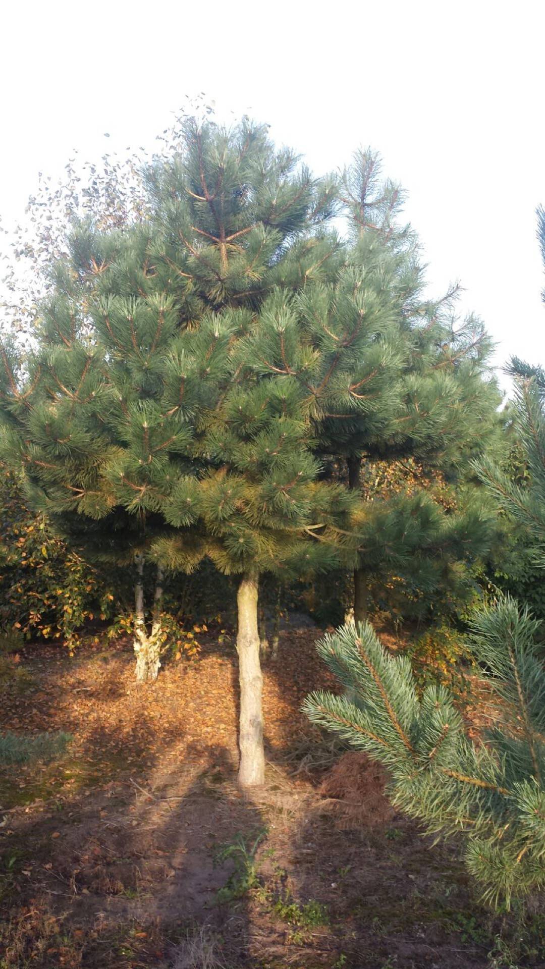 Pinus nigra nigra_19